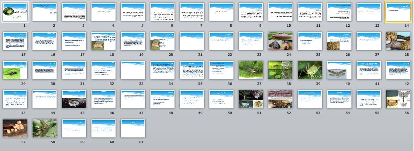 تحقیق آماده در مورد آفات مهم گیاهی با فایل پاورپوینت 11